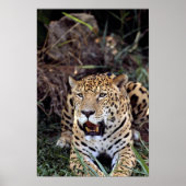 Jaguar (Panthera onca) Poster (Voorkant)