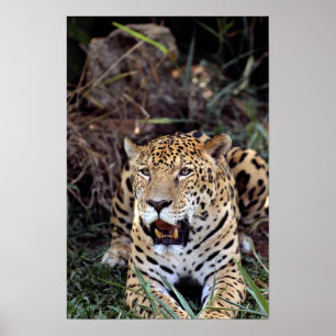 Jaguar (Panthera onca) Poster