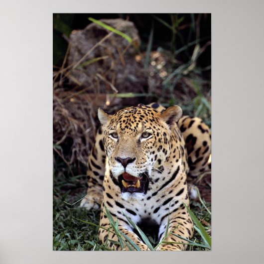 Jaguar (Panthera onca) Poster (Voorkant)