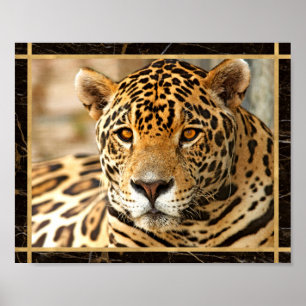 Jaguar Photo Afbeelding Print Poster