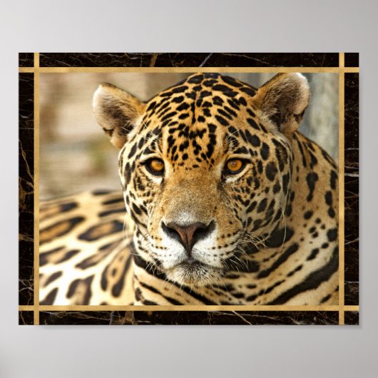 Jaguar Photo Afbeelding Print Poster (Voorkant)