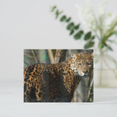 Jaguar Photo Briefkaart (Staand voorkant)