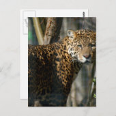 Jaguar Photo Briefkaart (Voorkant / Achterkant)