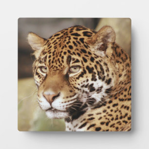 Jaguar Photo Plaque Fotoplaat