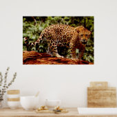 Jaguar Poster (Keuken)