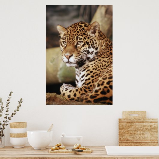 Jaguar Poster (Keuken)