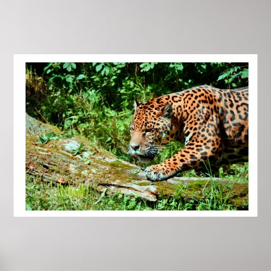 Jaguar Poster (Voorkant)