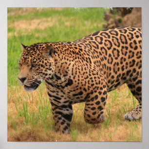 Jaguar Poster Print