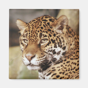 Jaguar Square Magnet Magneet
