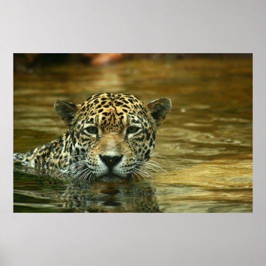 Jaguar Swimming Photo Poster (Voorkant)