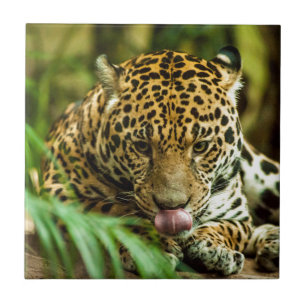Jaguar Tegeltje