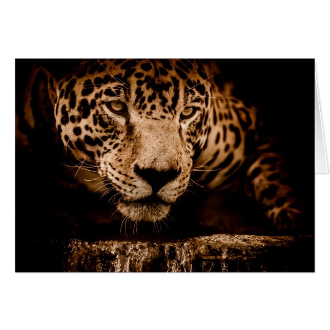 jaguar water dat ogen stalkt (Voorkant Horizontaal)