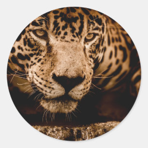 jaguar water dat ogen stalkt ronde sticker