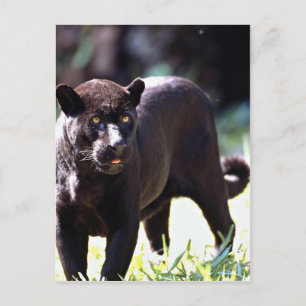 Jaguar, zwarte fase (Panthera onca) Briefkaart