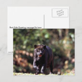 Jaguar, zwarte fase (Panthera onca) Briefkaart (Voorkant / Achterkant)