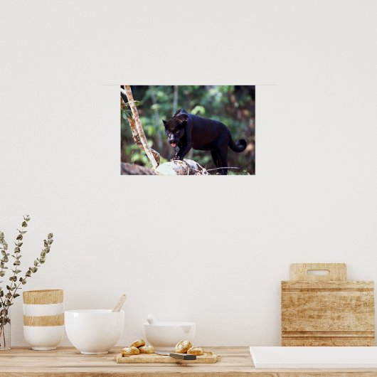 Jaguar, zwarte fase (Panthera onca) Poster (Keuken)