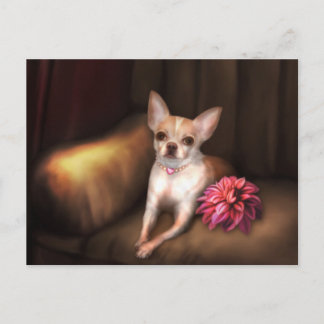 Jaguaroman's "Chihuahua Portrait I" Briefkaart