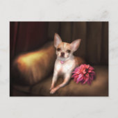 Jaguaroman's "Chihuahua Portrait I" Briefkaart (Voorkant)