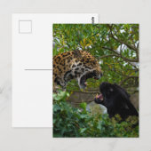Jaguars in Love Briefkaart (Voorkant / Achterkant)