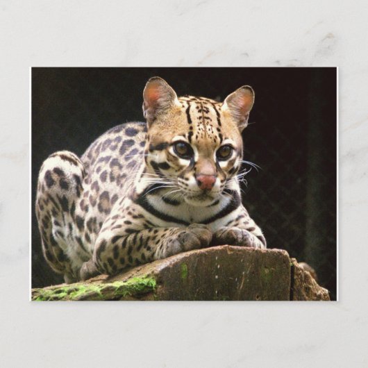 Jaguatirica Briefkaart (Voorkant)