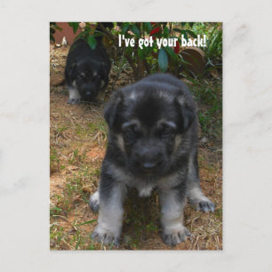 J'ai ton dos ! Carte postale allemande Shepherd Pu