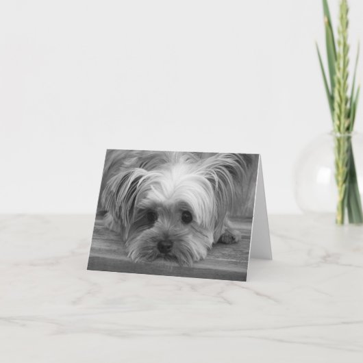 J'aime carte vierge de chiot Yorkshire Terrier (Devant)