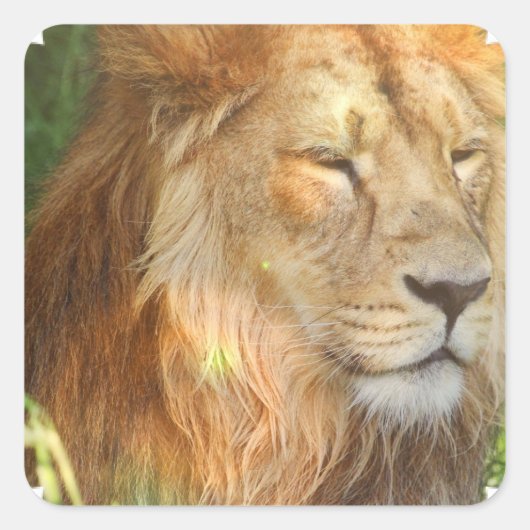 J'aime les stickers Lions (Devant)