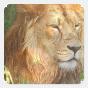 J'aime les stickers Lions