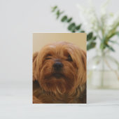 Jake The Yorkie Terrier Briefkaart (Staand voorkant)
