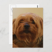Jake The Yorkie Terrier Briefkaart (Voorkant / Achterkant)