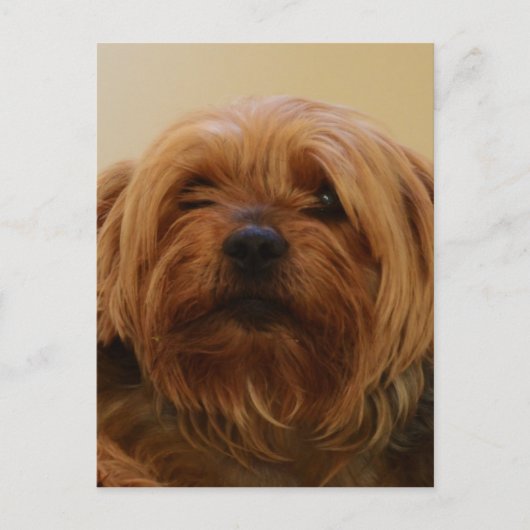 Jake The Yorkie Terrier Briefkaart (Voorkant)
