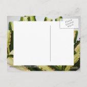 Jalapeno Halves Briefkaart (Achterkant)