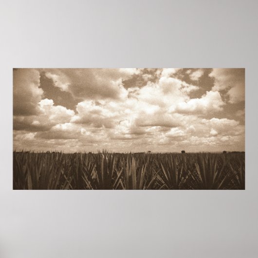 Jalisco Mexico Agave Paradise Poster (Voorkant)