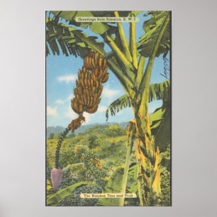 Jamaica Bananenbomen Vintage Reizen Poster