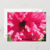 Jamaica Hibiscus Briefkaart (Voorkant / Achterkant)
