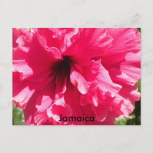 Jamaica Hibiscus Briefkaart