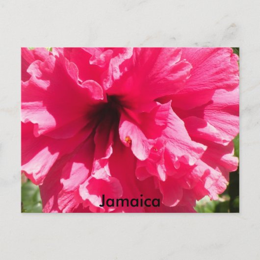 Jamaica Hibiscus Briefkaart (Voorkant)