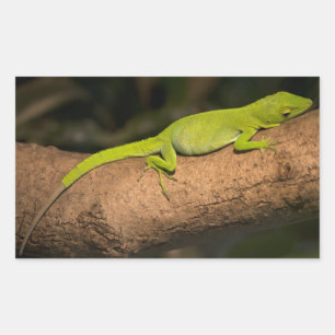 Jamaicaanse gigantische anole rechthoekige sticker