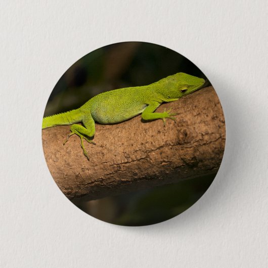 Jamaicaanse gigantische anole ronde button 5,7 cm (Voorkant)