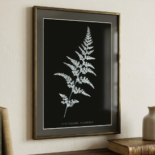 Jamaicaanse Goudrugvaren, Gymnogramma Sulphurea Foto Afdruk