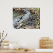 Jamaican Salt Water Crocodile Poster (Keuken)