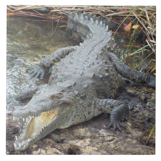 Jamaican Salt Water Crocodile Tegeltje (Voorkant)