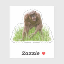 Jambo de unieke haarloze chimpansee