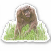 Jambo de unieke haarloze chimpansee sticker (Voorkant)