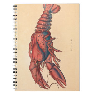 James Sowerby Carnet de homard sergé