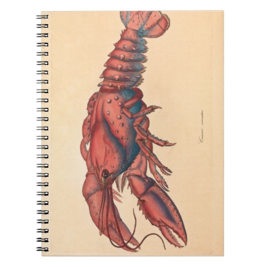 James Sowerby Carnet de homard sergé (Devant)