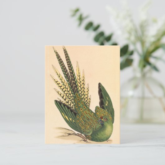 James Sowerby Ground Parrot, Psittacus terrestris Briefkaart (Staand voorkant)