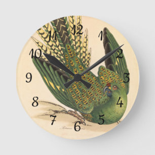 James Sowerby Ground Parrot, Psittacus terrestris Ronde Klok
