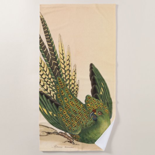 James Sowerby Ground Parrot, Psittacus terrestris Strandlaken (Voorkant)