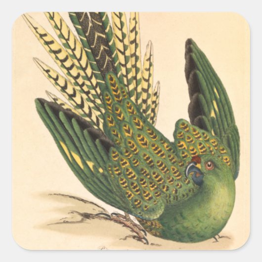 James Sowerby Ground Parrot, Psittacus terrestris Vierkante Sticker (Voorkant)